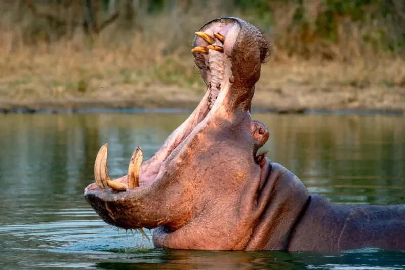 Eutanasia a los hipopótamos o cómo desactivar una bomba de tiempo 