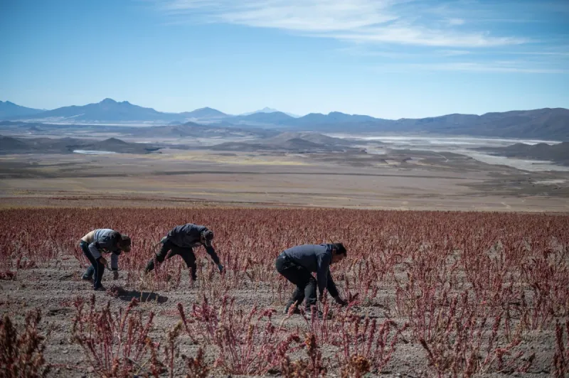 La mayor reforma agraria del siglo en Bolivia amenaza las pequeñas tierras campesinas