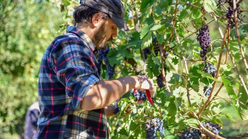 Matarromera, la bodega que convierte los restos de poda en etiquetas y la sostenibilidad en palanca de crecimiento