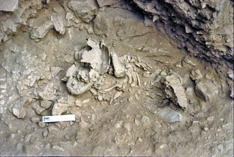 Amud 7, the Neanderthal baby who shows they developed faster than modern humans