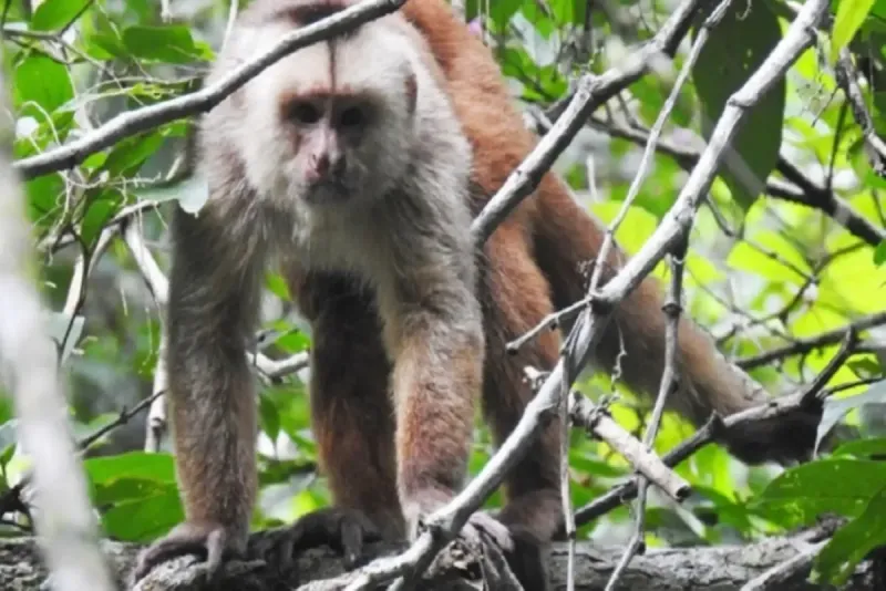 Tumbes adopta acciones para proteger al mono Machín, una especie emblemática del Perú