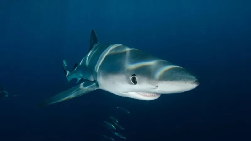 Tragedia en el Paraíso: Tiburón arranca pierna a turista español en su luna de miel en Maldivas