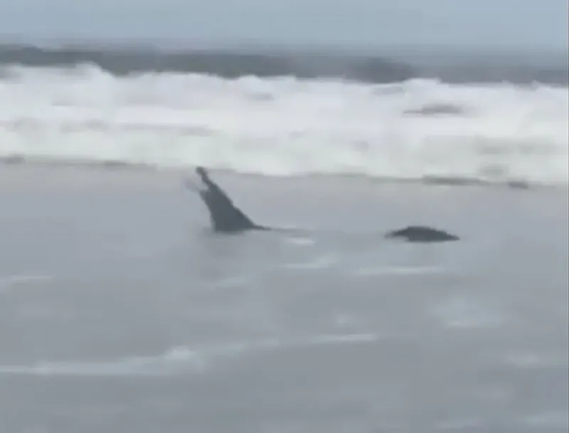 Ejemplar de cocodrilo de Tumbes aparece en el mar y sorprende a bañistas de playa Hermosa