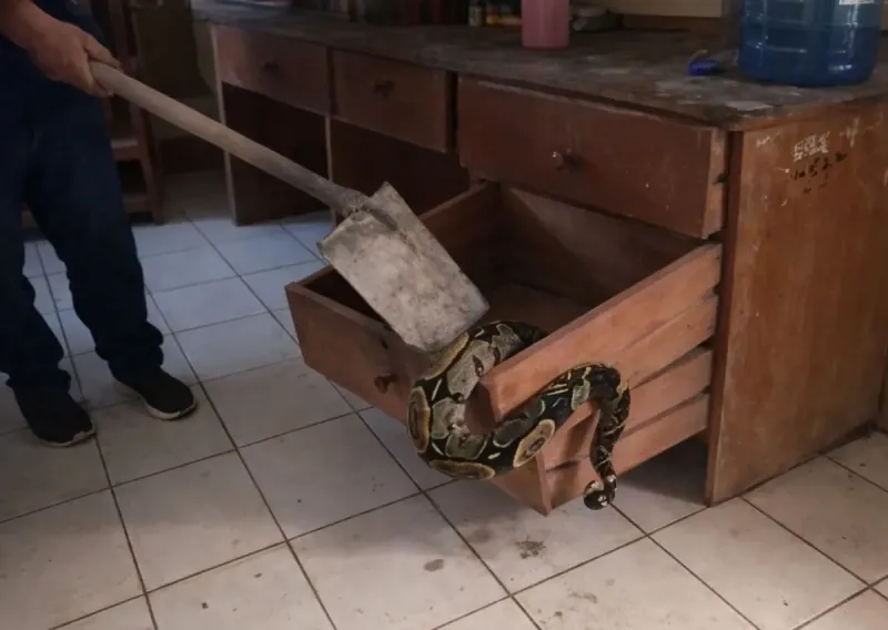 Hallan boa dentro de escritorio de una oficina de Universidad Intercultural de la Amazonía