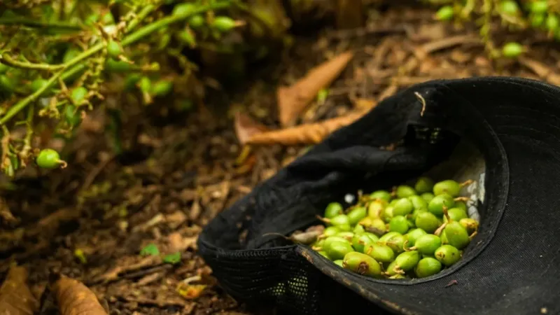 ¿Por qué la guerra entre Irán y EE. UU. golpea al cardamomo de Guatemala?
