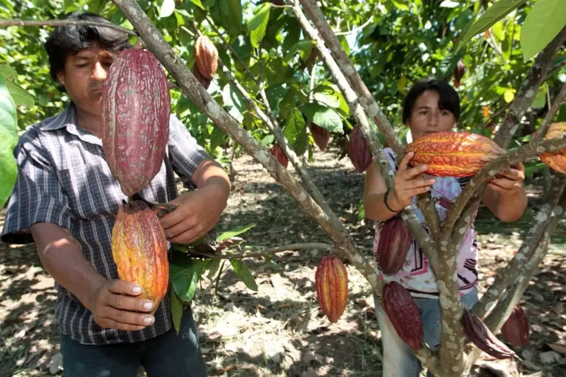 Región Amazonas diversifica su oferta agrícola y fortalece su potencial exportador