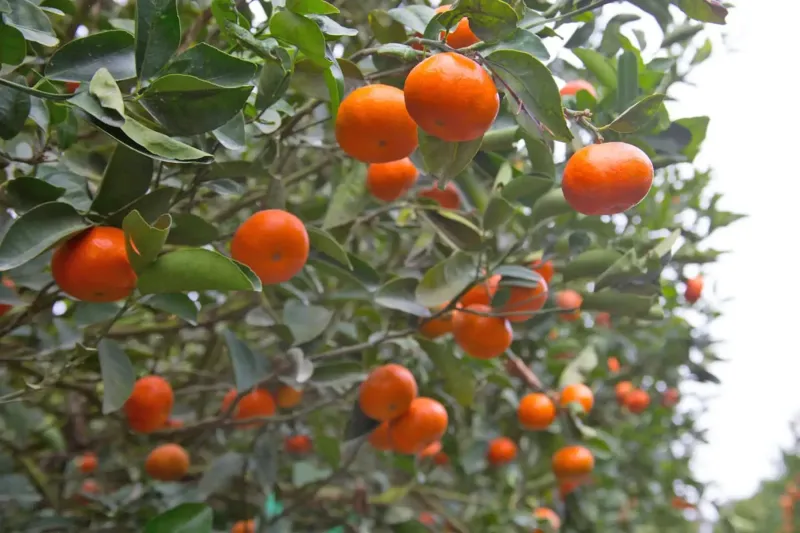 Exportaciones de cítricos sumarían US$ 390 millones y crecerían 8% en campaña 2026