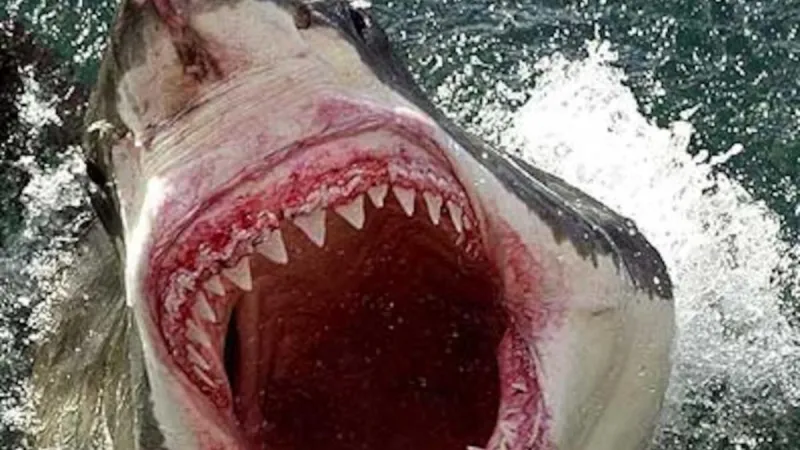 A la luz las posibles causas del ataque de un tiburón a un turista español en su luna de miel: una planta de pescado, días sin comer...