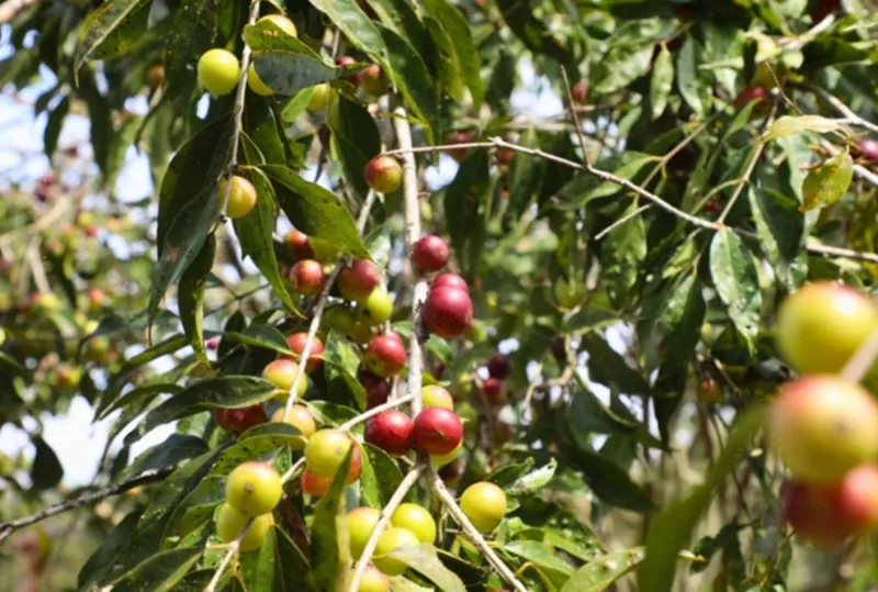 IIAP identifica al camu-camu del Putumayo como reserva genética única en Amazonía peruana