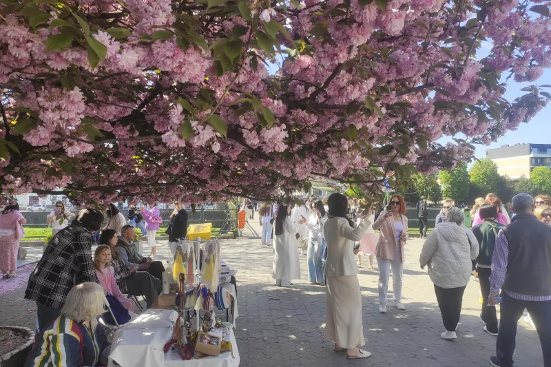 Miles de cerezos en flor ofrecen un respiro a los ucranianos en medio de la guerra