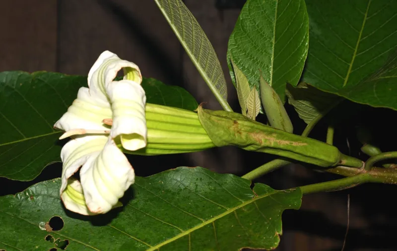 Científicos descubren un género nuevo de árbol en los bosques nublados de Perú y Colombia