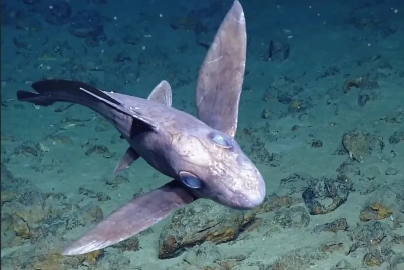Conoce al increíble tiburón blanco del mar de Perú, una especie única en el mundo