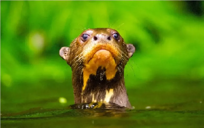 Día de la Tierra: cinco áreas naturales de Perú que destacan por su gran riqueza biológica