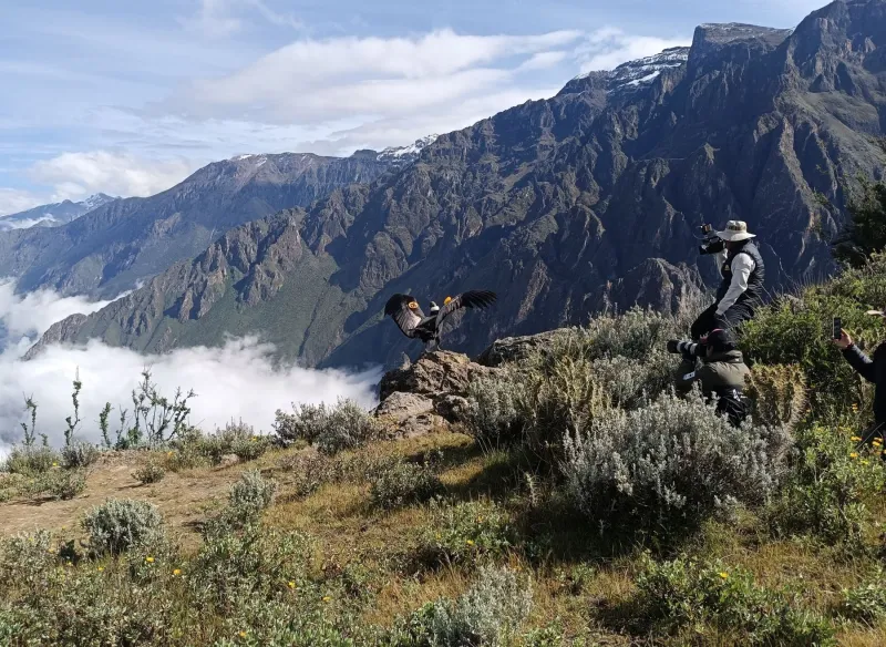 Con tecnología digital monitorean a Chaska, el cóndor andino hembra liberado en Arequipa
