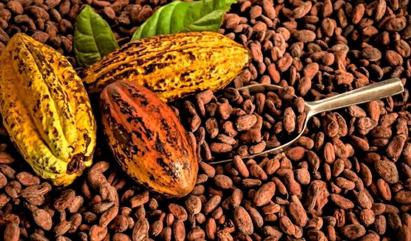 Cacao peruano cayó 45% en inicio de 2026 por problemas en cosechas y precios, según ADEX