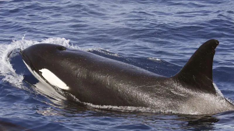 Estudian varias poblaciones de orcas y descubren que tienen culturas diferentes