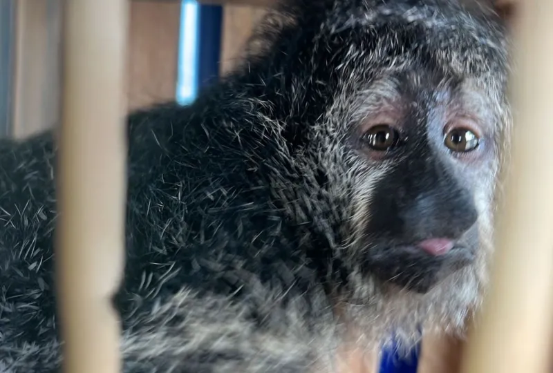 Autoridades rescatan crías de monos y venado del tráfico ilegal en la región Ucayali