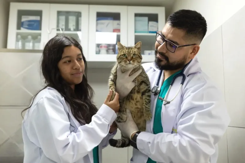 Día del Veterinario: ¿cuáles son las enfermedades más frecuentes en mascotas mayores?