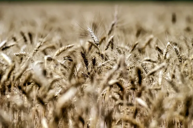Scotiabank: precios de granos retoman dinamismo en mercados internacionales