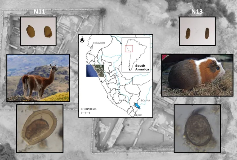 Estudio arqueológico revela crianza de cuy y camélidos, y evidencia temprana de parásitos