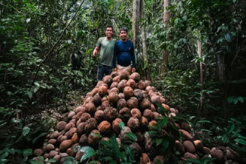 Madre de Dios: comunidad nativa produce más castaña con manejo sostenible del bosque