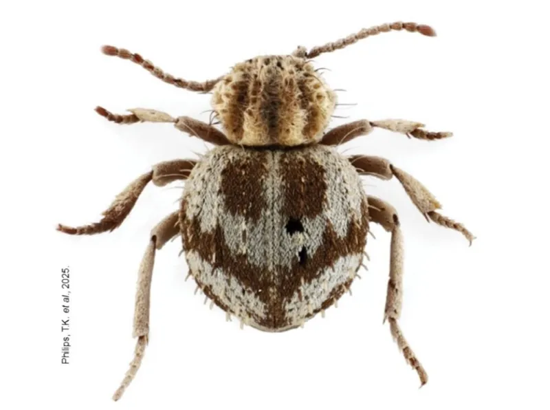 Hallazgo científico en Ica: descubren nueva especie de escarabajo en Reserva San Fernando