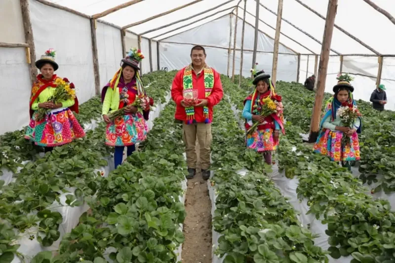 Ayacucho: Foncodes entrega fitotoldos para la producción de fresas en Uchuraccay
