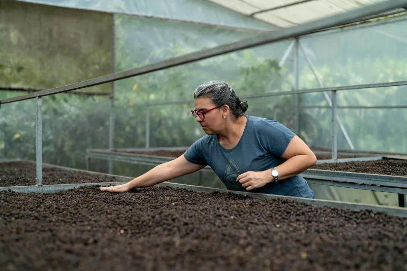 El café de Costa Rica, frente a la tormenta perfecta: fertilizantes más caros, calentamiento y un mercado volátil
