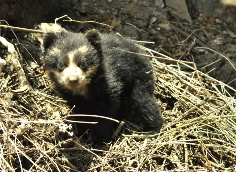¿Quieres ayudar a proteger al oso de anteojos? Conoce como hacerlo a través de Yape