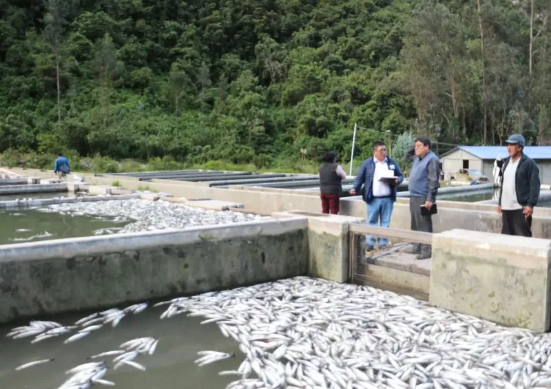 Emergencia ambiental en Junín: reportan muerte de truchas por una presunta contaminación