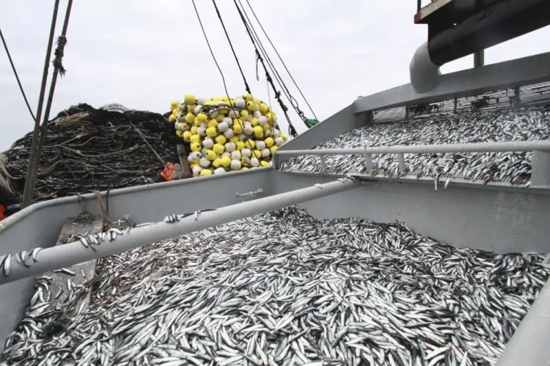 Pesca: descarga acumulada de anchoveta suma 439,535 toneladas, el 23% de la cuota total