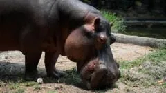 El multimillonario indio que se ofrece a salvar a los 80 hipopótamos de Pablo Escobar condenados a la eutanasia en Colombia