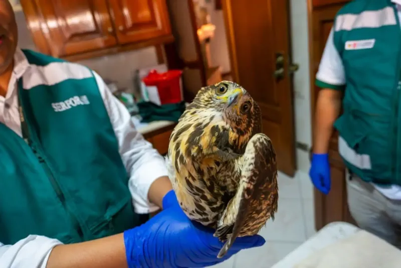 Gavilán acanelado hallado en un restaurante de Tacna fue atendido y liberado por el Serfor