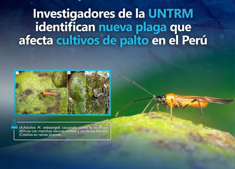 Científicos detectan nueva plaga que afecta al cultivo de palto en la región Amazonas