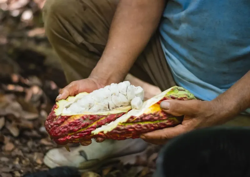 ExpoAmazónica Cusco 2026: Programa Bosques presentará derivados de castaña y chocolate