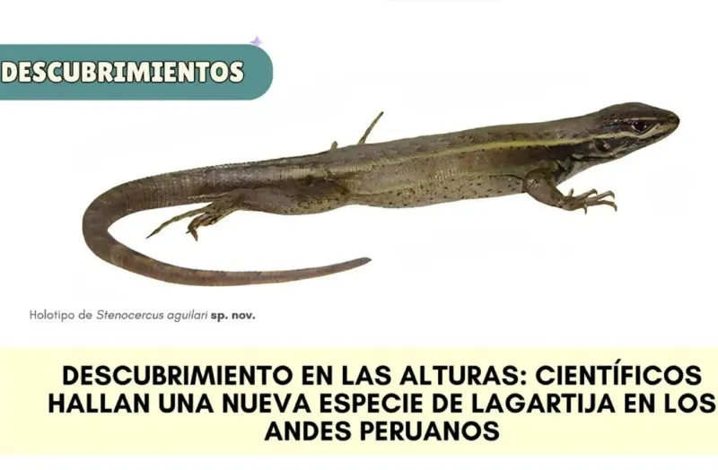 Hallazgo en Áncash: científicos peruanos descubren nueva especie de lagartija en los Andes
