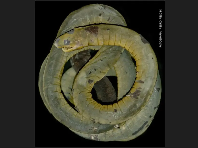 Hallazgo científico: descubren por primera vez en Perú un anfibio similar a una lombriz