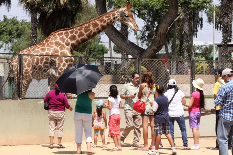 Parque de las Leyendas: mayo comienza con un 50 % de descuento para los niños