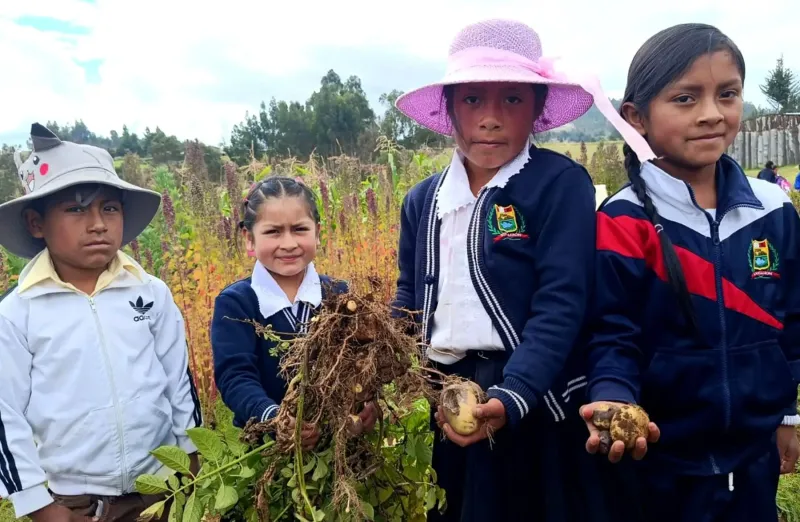 Docente cajamarquina promueve el cultivo de papa nativa para reforzar alimentación escolar