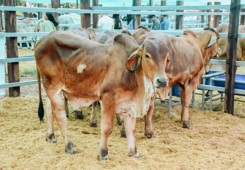 Con ExpoZebú Perú 2026 impulsarán la ganadería sostenible en la región San Martín