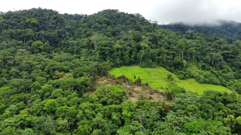 Perú redujo en 8 % pérdida de bosques primarios tropicales durante el año 2025