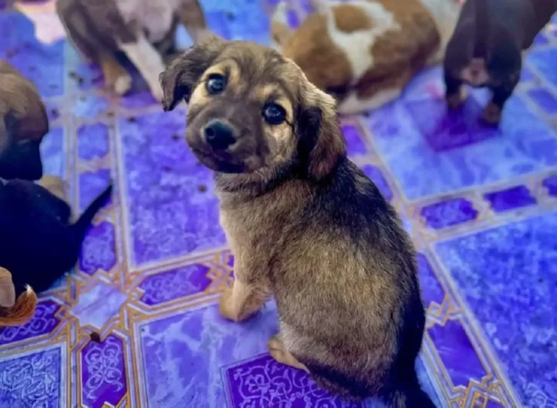 Municipio de Chiclayo crea comité para proteger a mascotas y aclara alcances de ordenanza
