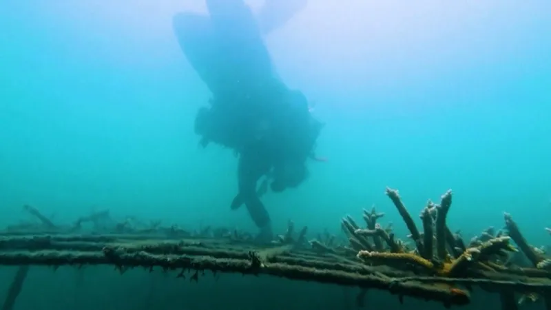 Colombia: antiguos pescadores se dedican a la restauración de corales