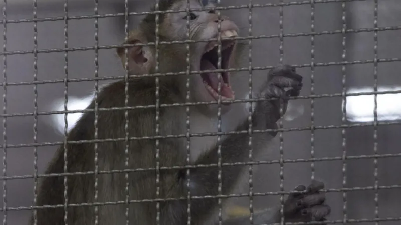 El oscuro negocio del tráfico de monos para laboratorios en Tailandia