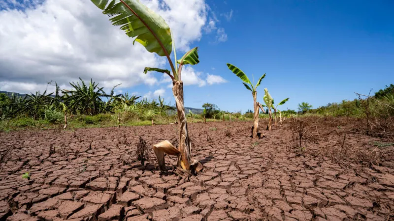 Las plantas huyen del cambio climático… pero ya no tienen dónde sobrevivir
