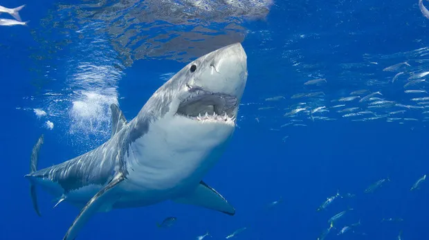 Muere un hombre de 39 años tras ser atacado por un tiburón en un arrecife en Australia