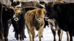 El experimento de la reserva holandesa que pasó de ser un santuario de animales a un campo de muerte