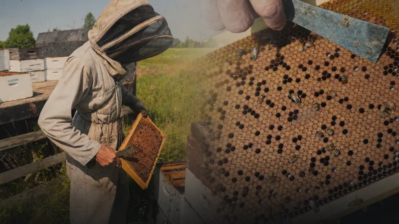 Crisis de las abejas en América Latina: se pierde el 30% de las colmenas cada año