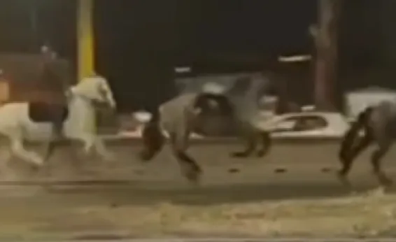 Tres heridos después de que unos 30 caballos escaparan asustados por una avenida de Roma