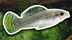 La especie de peces formada solo por hembras que obliga a los científicos a repensar el rol del sexo en la supervivencia